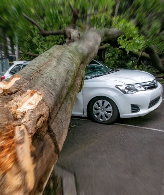 A tree has fallen on a car, showing the need for comprehensive coverage in Georgia.