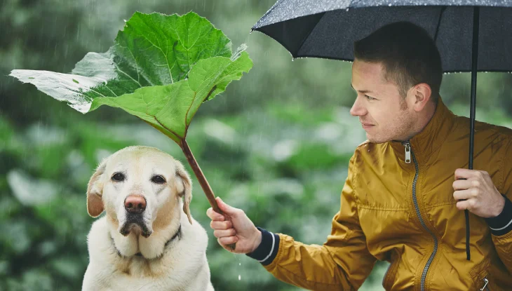 Man holds umbrella over his head and leaf over dog's head in the rain.