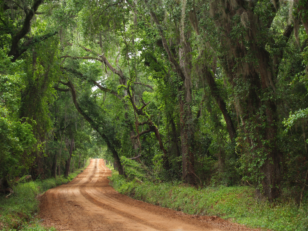 Red clay plantation country road lined with a canopy of trees and Spanish moss including live oaks - auto insurance in Georgia