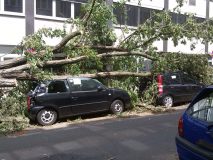 Two cars with trees on top of them on the street - cheap full coverage auto insurance in Georgia.