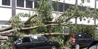 Two cars with trees on top of them on the street - cheap full coverage auto insurance in Georgia.