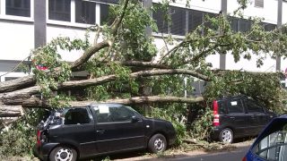 Two cars with trees on top of them on the street - cheap full coverage auto insurance in Georgia.