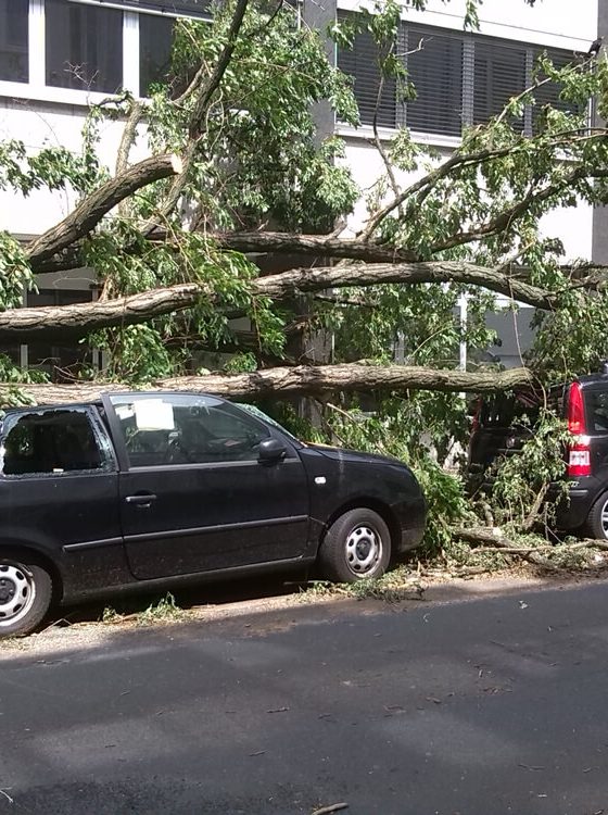 Two cars with trees on top of them on the street - cheap full coverage auto insurance in Georgia.