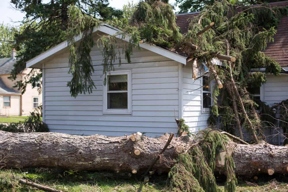 A white oak tree lays on top of a house after a storm in Georgia - cheap home insurance in Atlanta.