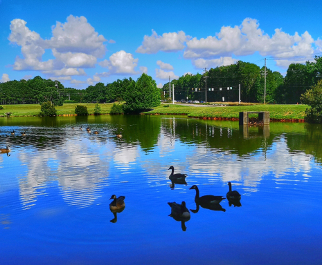 A lake with geese and blue, sunny skies by Perimeter Church: Cheap car insurance in Johns Creek, Georgia.