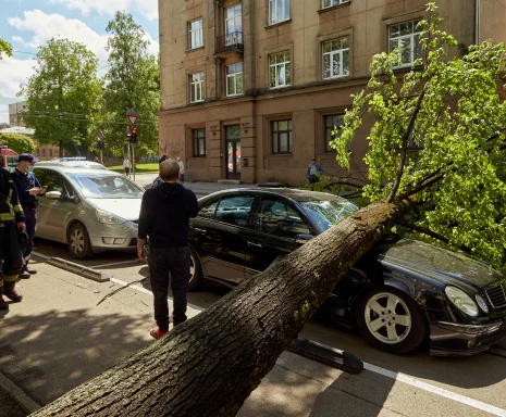 A strong wind broke a tree that fell on a car parked nearby – cheap car insurance in Georgia.