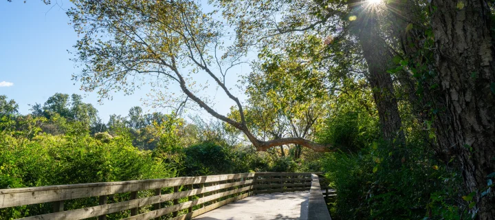 Enjoying fall weather at Roswell Riverwalk Boardwalk, a 7-mile off-road path that runs along the Chattahoochee River in Roswell, Georgia, north of Fulton County. It has a walking path along the river