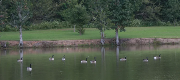 Duck pond in Thomasville, Georgia