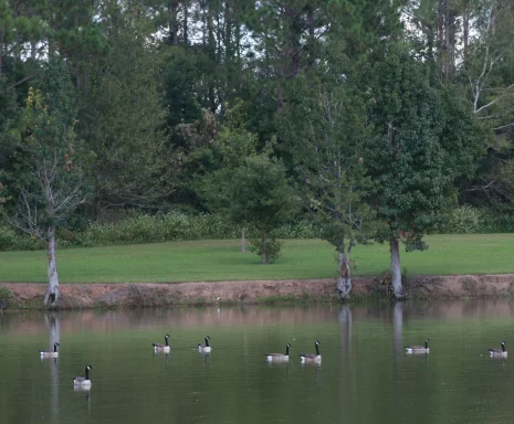 Duck pond in Thomasville, Georgia