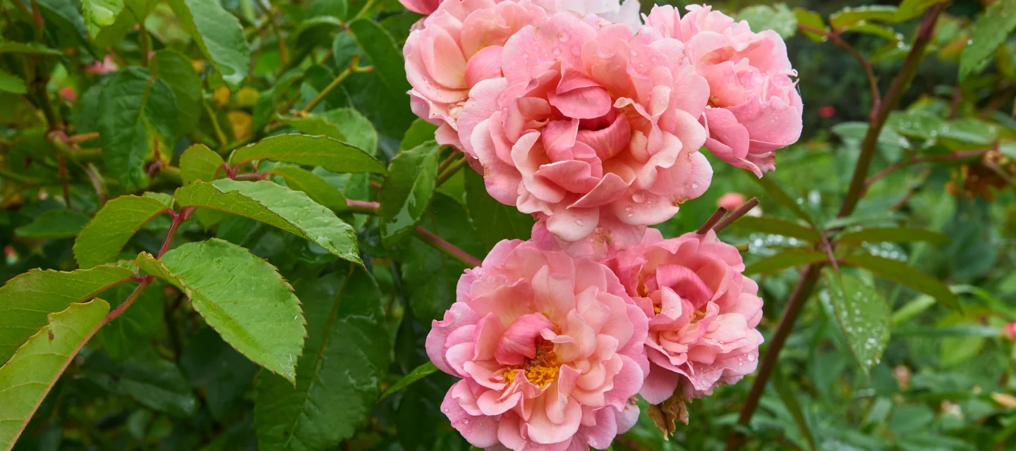 Coral pink musk rose 'Cornelia' blooming flowers and small buds on green leaves background.