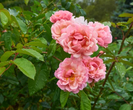 Coral pink musk rose 'Cornelia' blooming flowers and small buds on green leaves background.